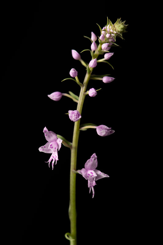 Stenoglottis fimbriata 'Lussier'