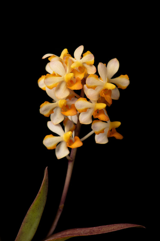 Vandaenopsis Pulcherrimin