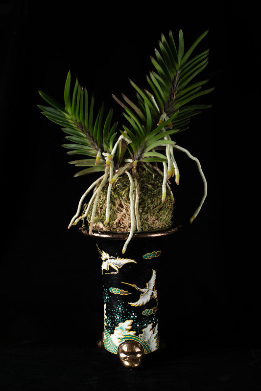 Vanda falcata Sekirei