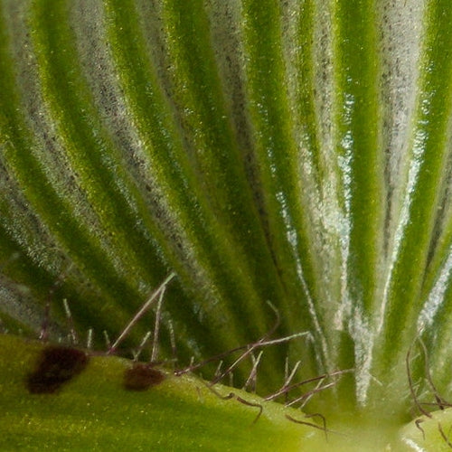 Paphiopedilum Sierra Sky